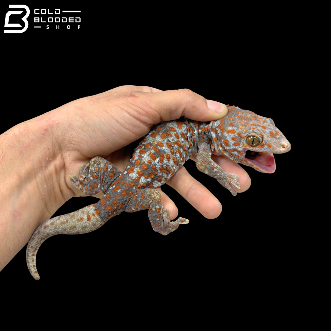 Huge selection of Male Tokay Geckos - Gekko gecko!