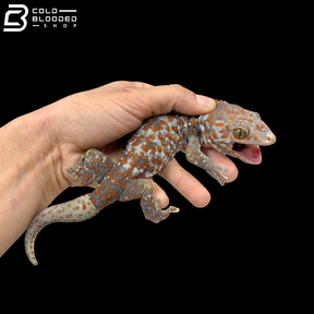 Huge selection of Male Tokay Geckos - Gekko gecko!
