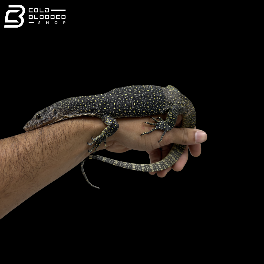 Juvenile Indonesian Mangrove Monitor - Varanus indicus