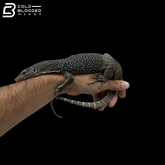 Juvenile Indonesian Mangrove Monitor - Varanus indicus