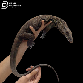 Proven Breeder Pair Black Roughneck Monitors - Varanus Rudicollis