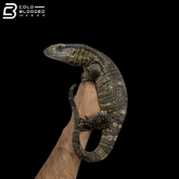 Juvenile Black Throat Monitors - Varanus albigularis microstictus