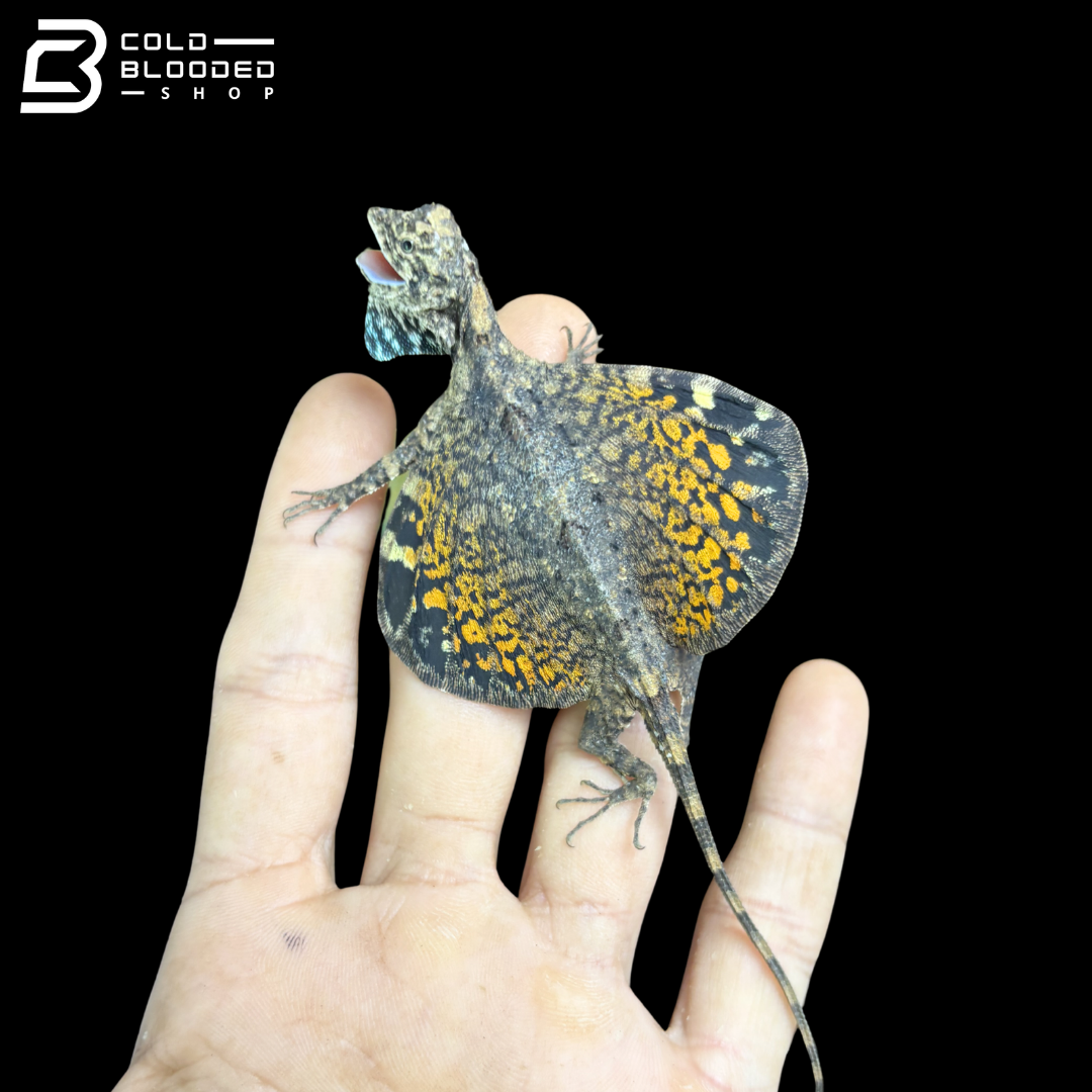 Dragón volador común - Draco volans