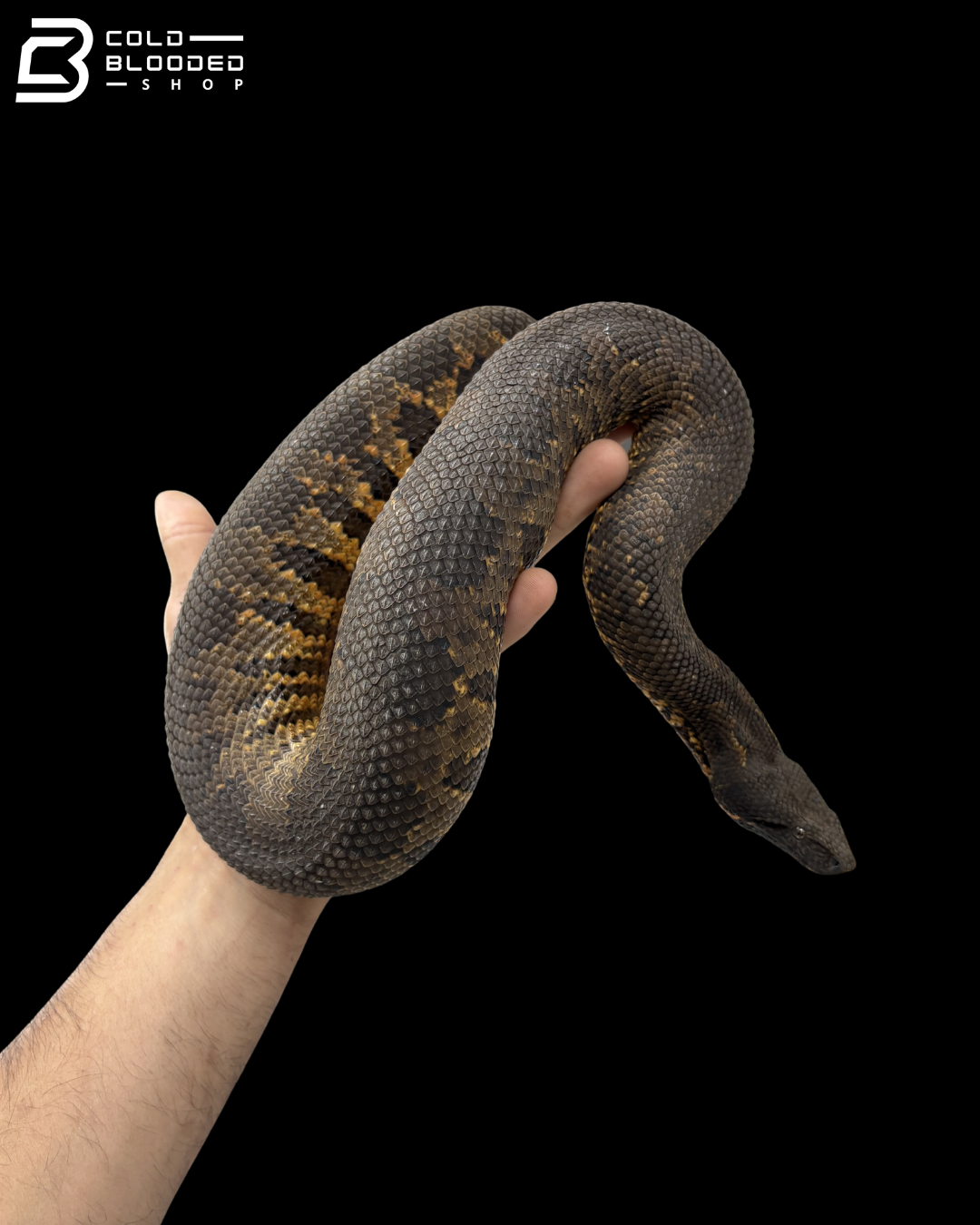 Viper Boa - Candoia Aspera