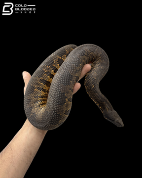 Viper Boa - Candoia Aspera