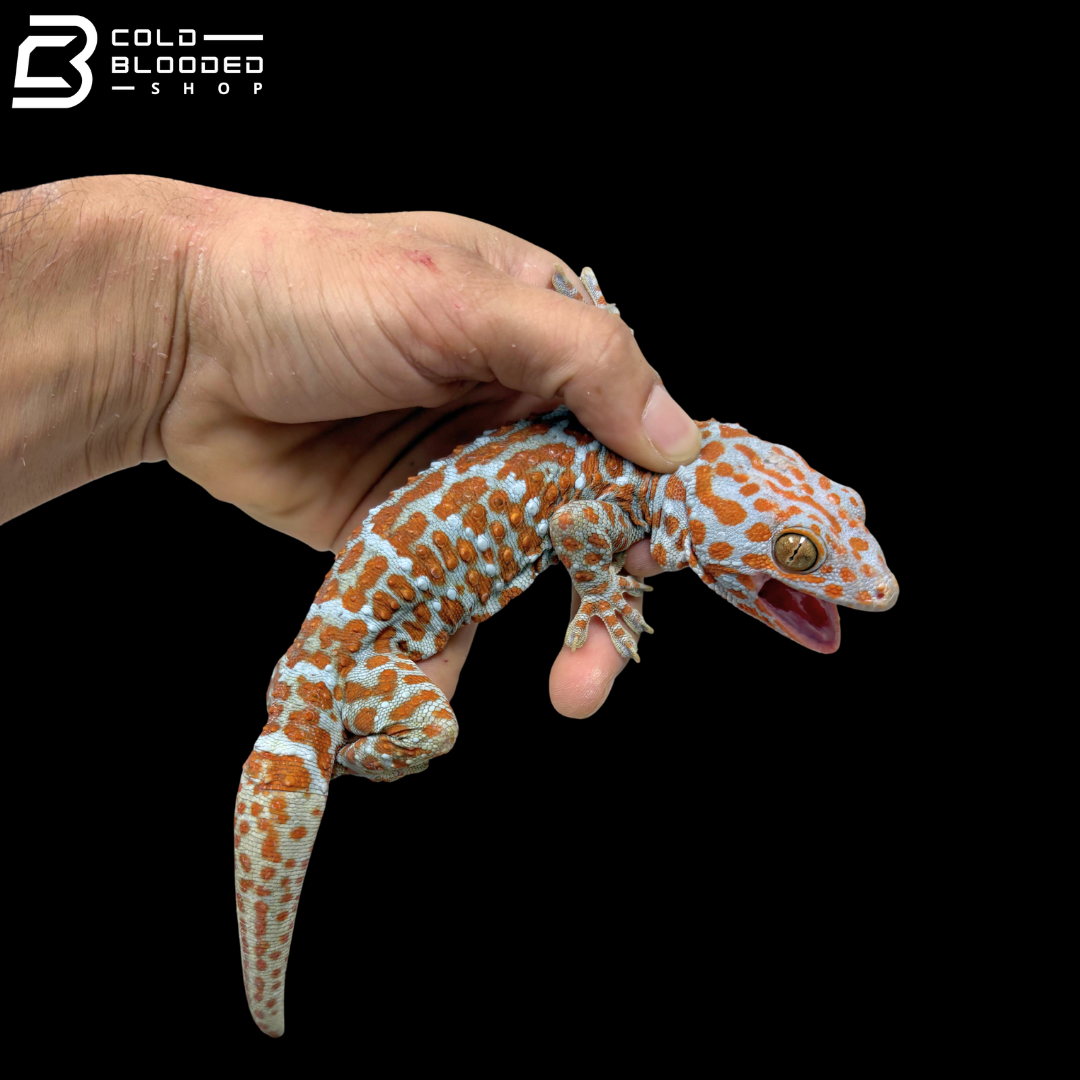 Huge selection of Male Tokay Geckos - Gekko gecko!