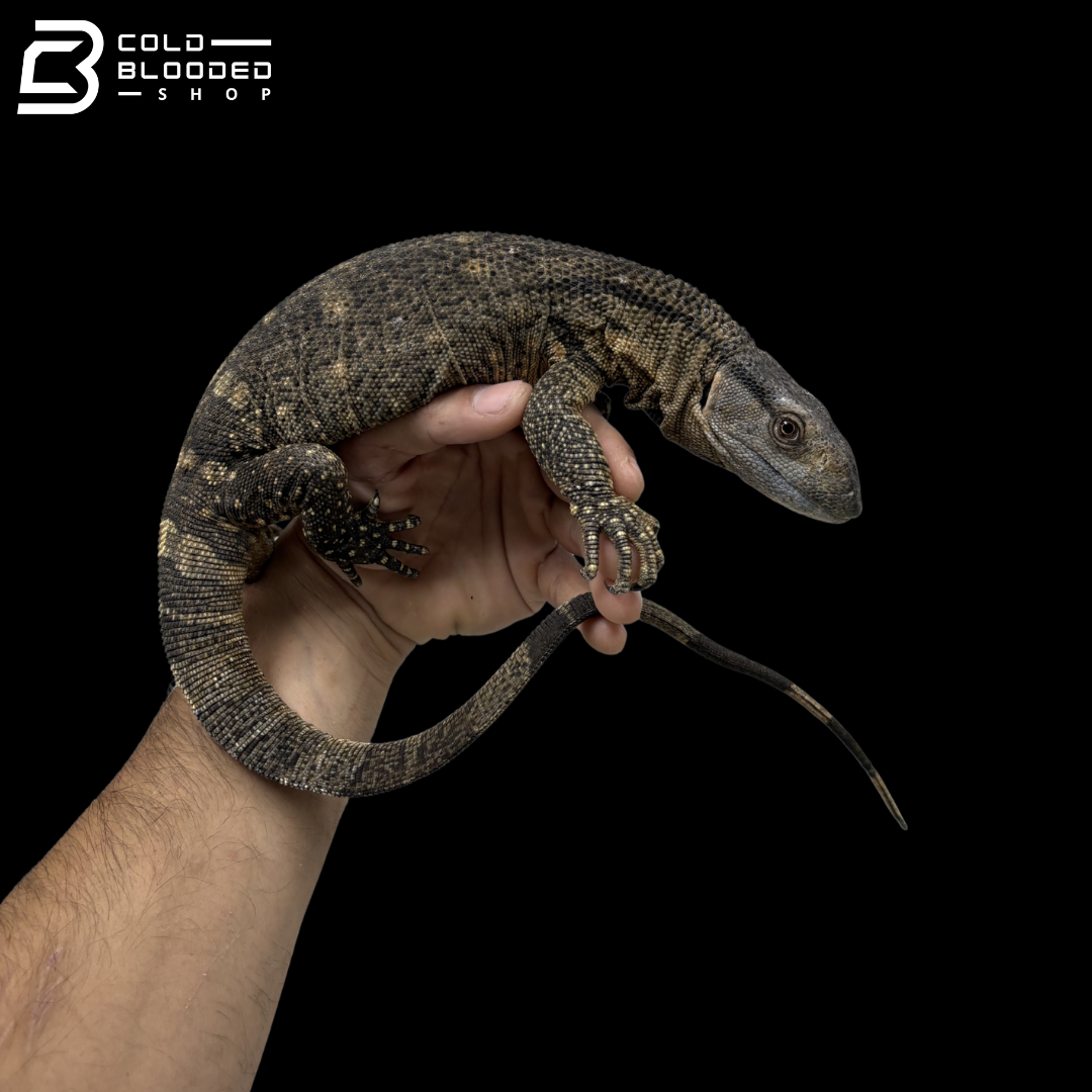 Juvenile Black Throat Monitors - Varanus albigularis microstictus