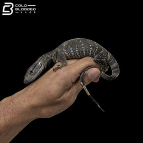 Baby Black Throat Monitor - Varanus albigularis microstictus