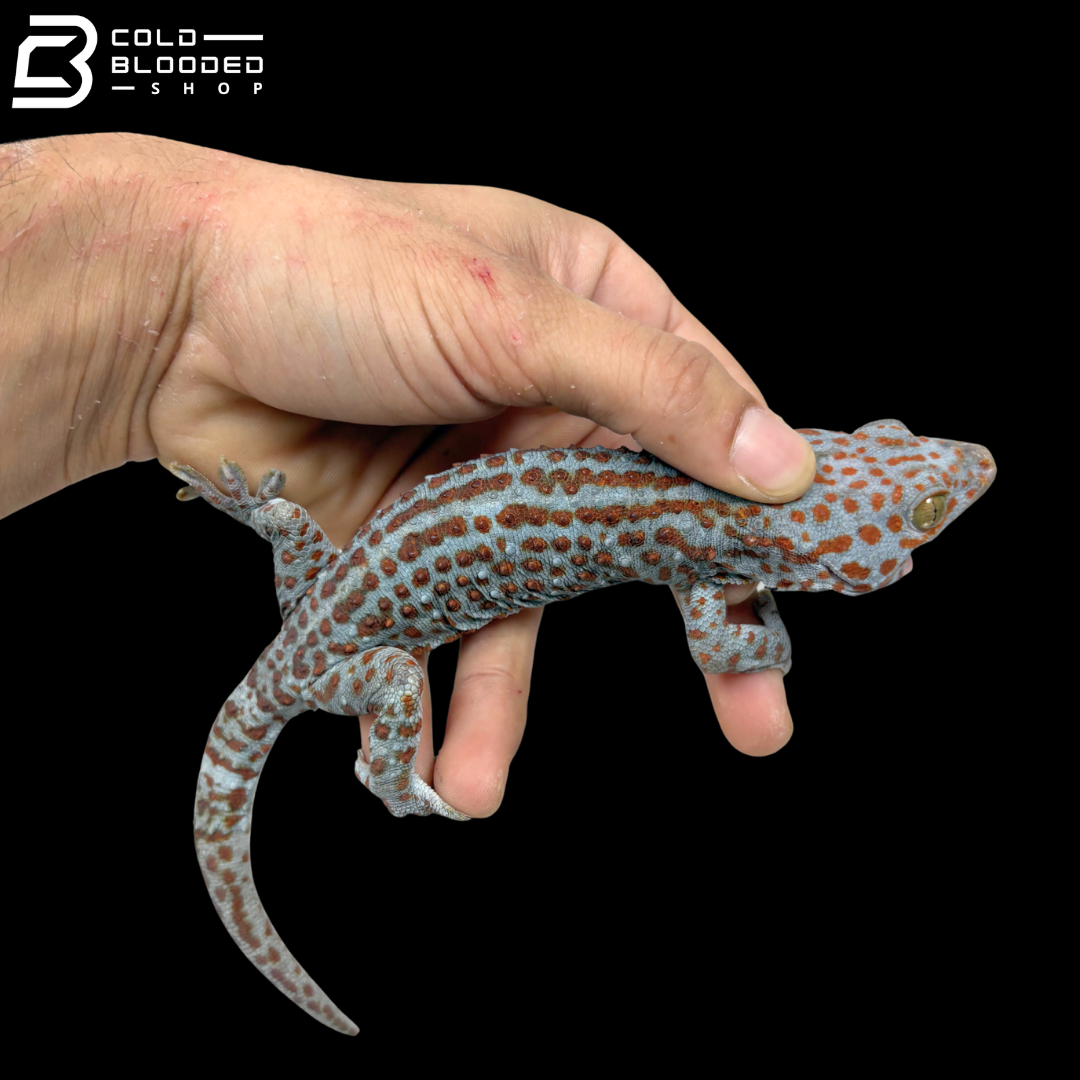 Huge selection of Male Tokay Geckos - Gekko gecko!