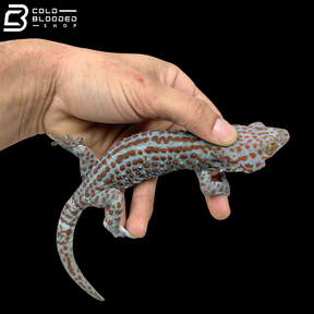 Huge selection of Male Tokay Geckos - Gekko gecko!