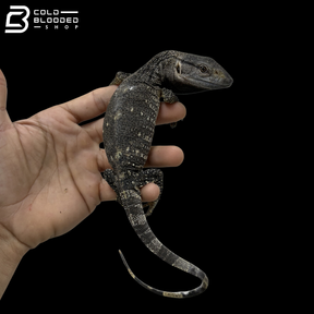 Baby Black Throat Monitor - Varanus albigularis microstictus