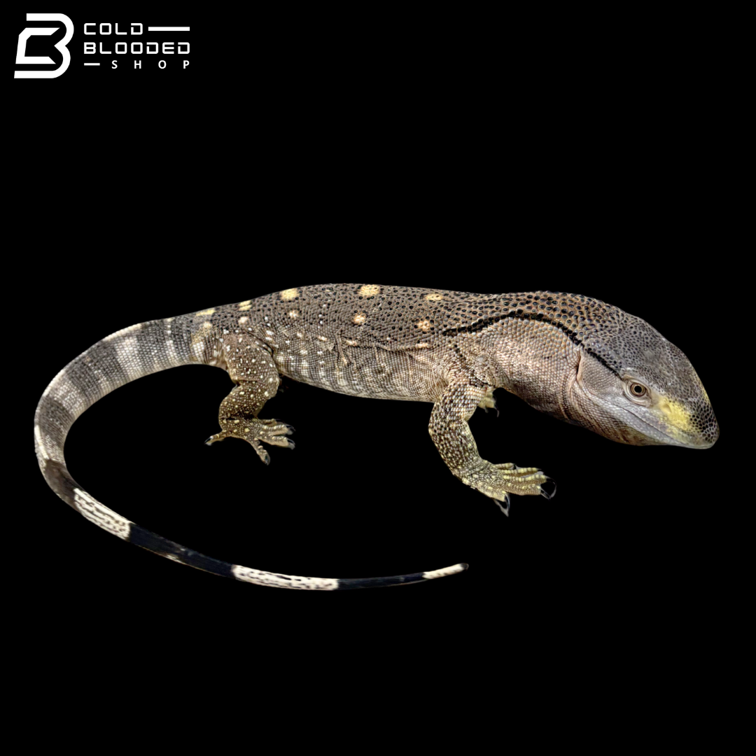 USCBB Black Throat Monitors - Varanus albigularis microstictus