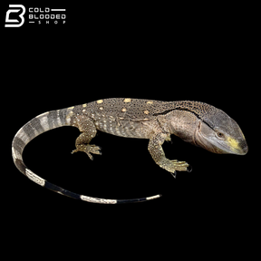 USCBB Black Throat Monitors - Varanus albigularis microstictus