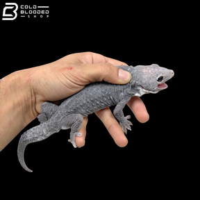 Huge selection of Male Tokay Geckos - Gekko gecko!