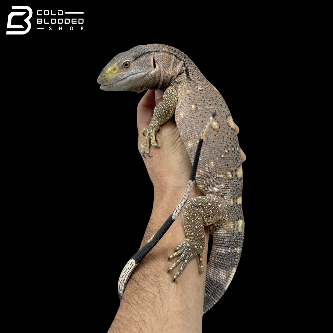 USCBB Black Throat Monitors - Varanus albigularis microstictus