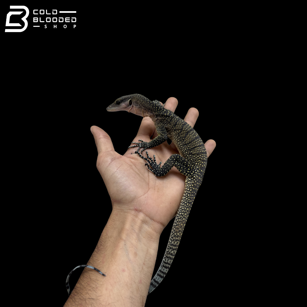 Juvenile Jayapura Peach-throated Monitor - Varanus jobiensis