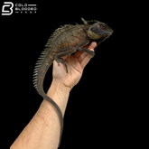 Crowned Forest Dragon - Lophosaurus Dilophus