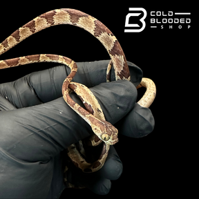 Blunt Headed Tree Snake - Imantodes Cenchoa