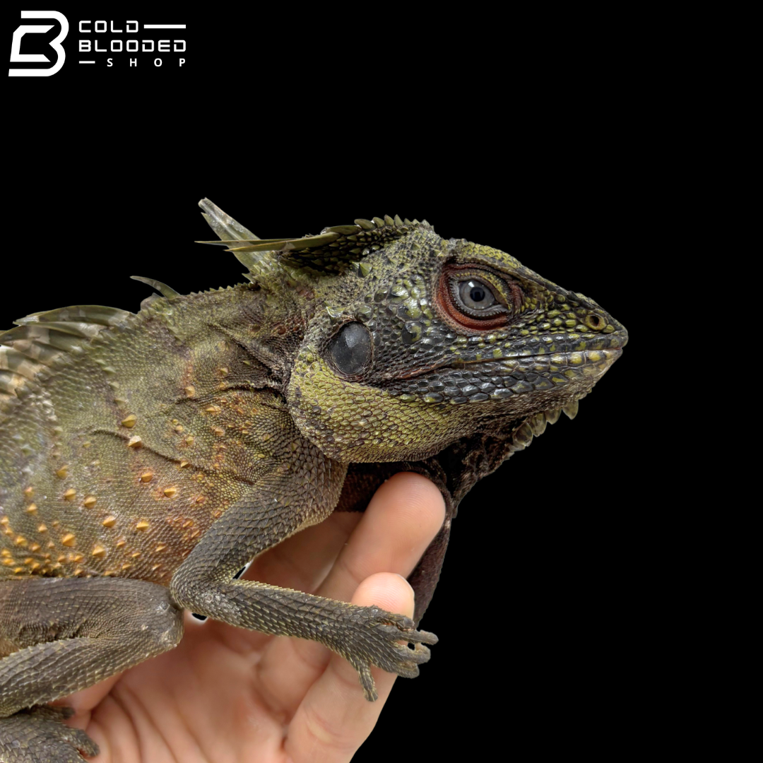 Crowned Forest Dragon - Lophosaurus Dilophus