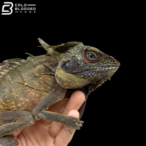 Crowned Forest Dragon - Lophosaurus Dilophus