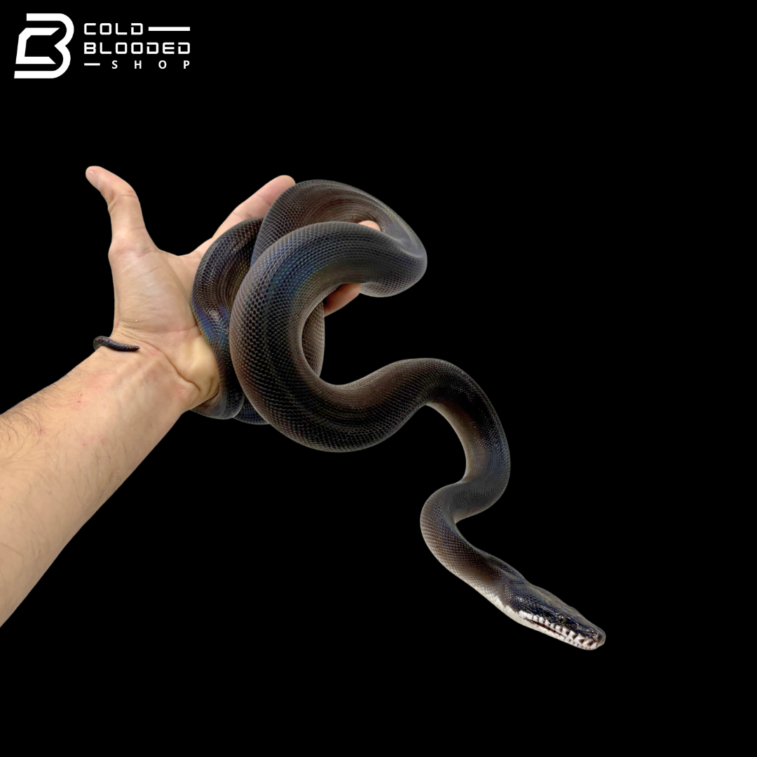 Southern White Lipped Pythons - Bothrochilus meridionalis