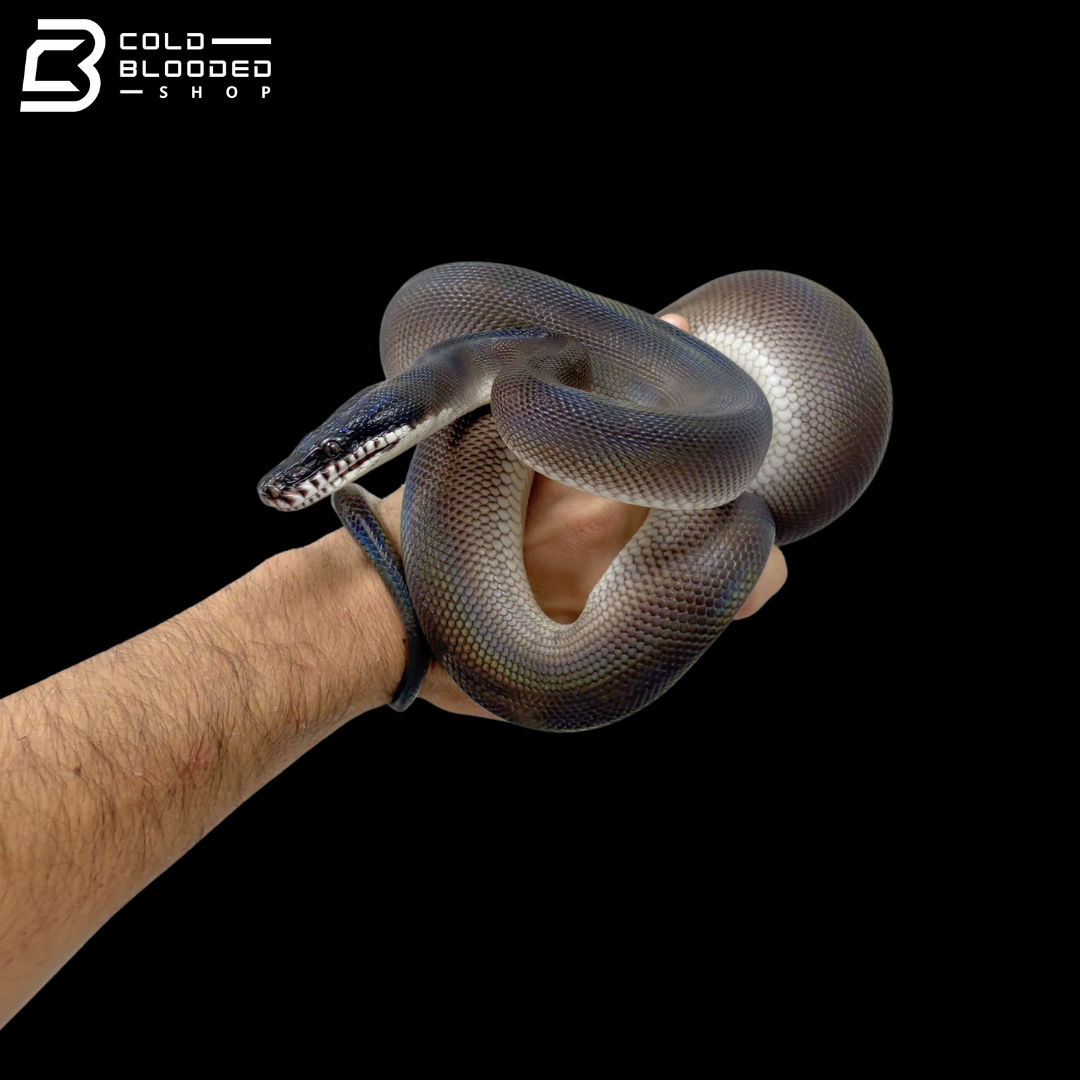 Southern White Lipped Pythons - Bothrochilus meridionalis