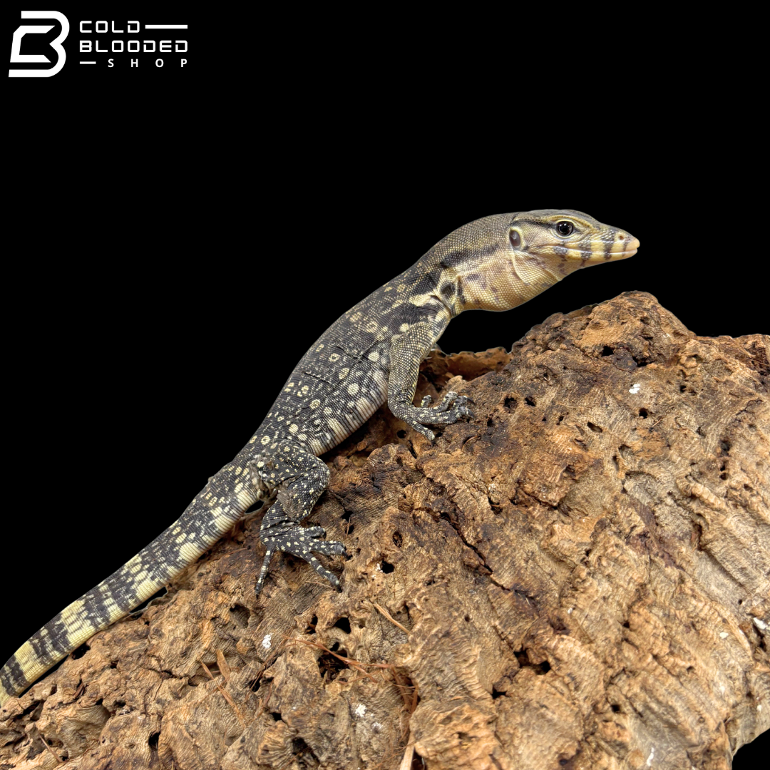 Large Baby Asian Water Monitors - Varanus salvator