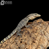 Large Baby Asian Water Monitors - Varanus salvator