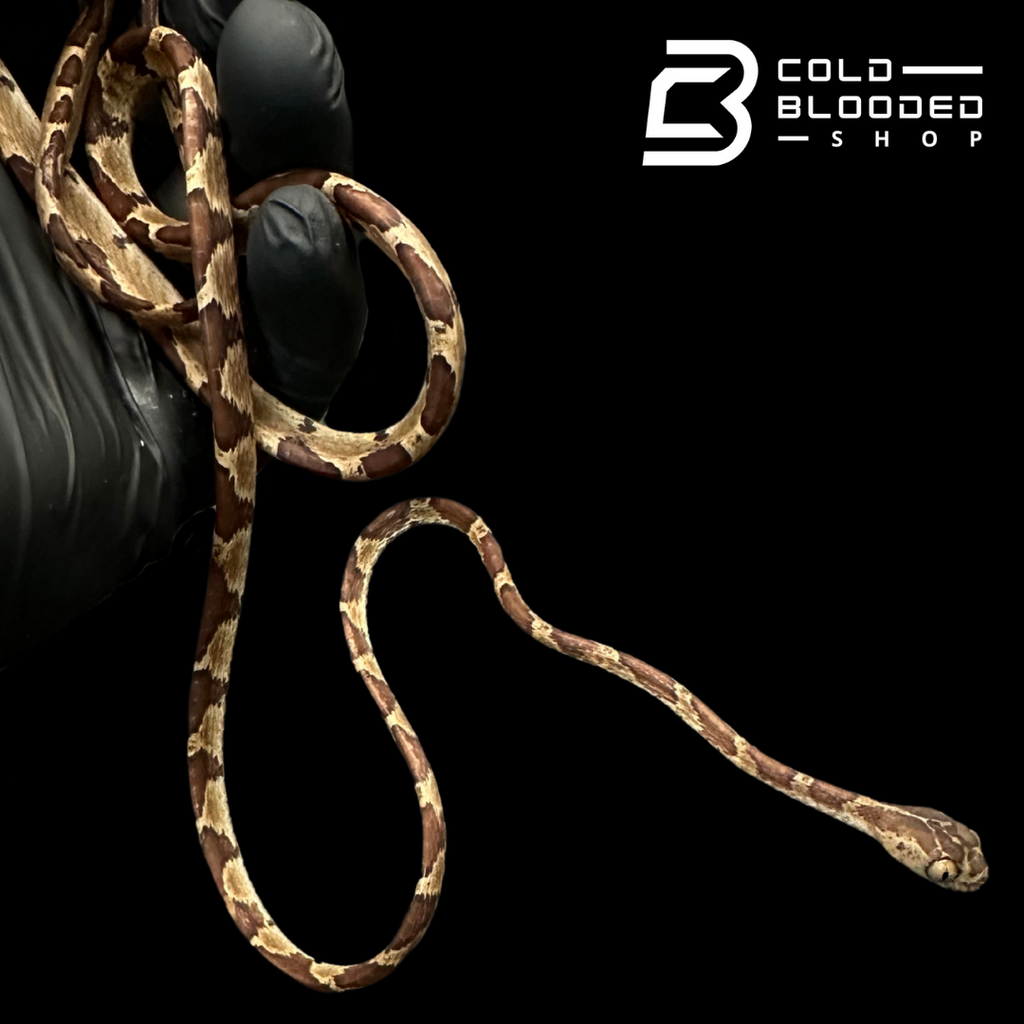 Blunt Headed Tree Snake - Imantodes Cenchoa