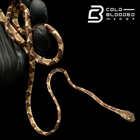 Blunt Headed Tree Snake - Imantodes Cenchoa