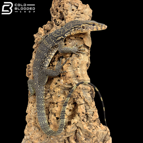 Juvenile Asian Water Monitors - Varanus salvator