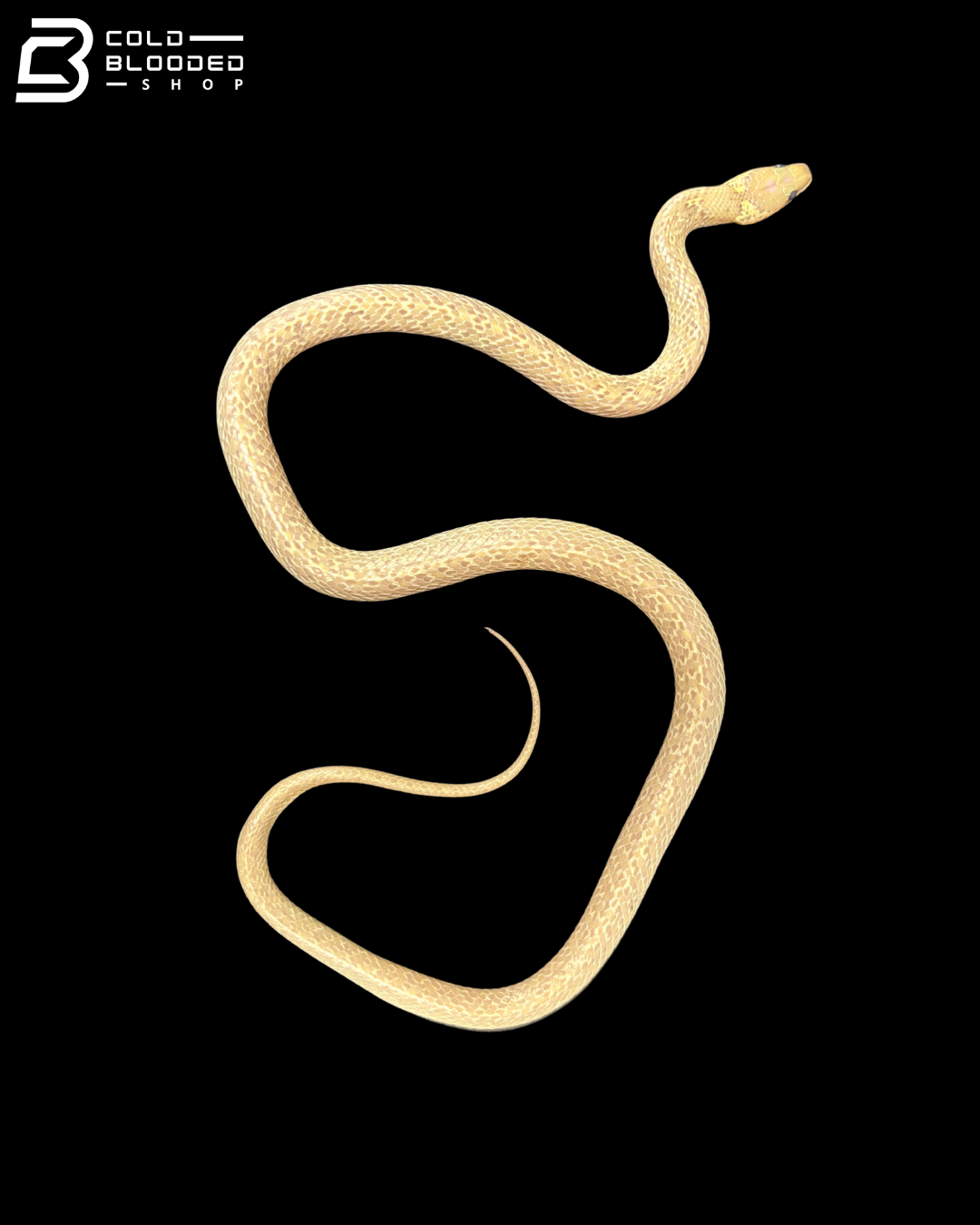 Albino Wolf Snake - Lycodon Capucinus