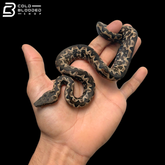 High White Male Halmahera Ground Boa - Candoia paulsoni tasmai