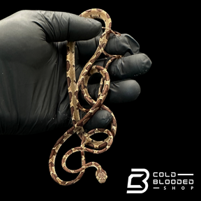 Blunt Headed Tree Snake - Imantodes Cenchoa