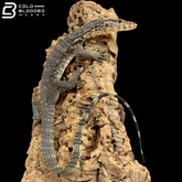 Juvenile Asian Water Monitors - Varanus salvator