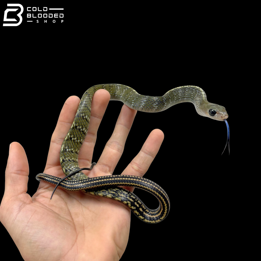 Baby Keeled Rat Snakes - Ptyas Carinata