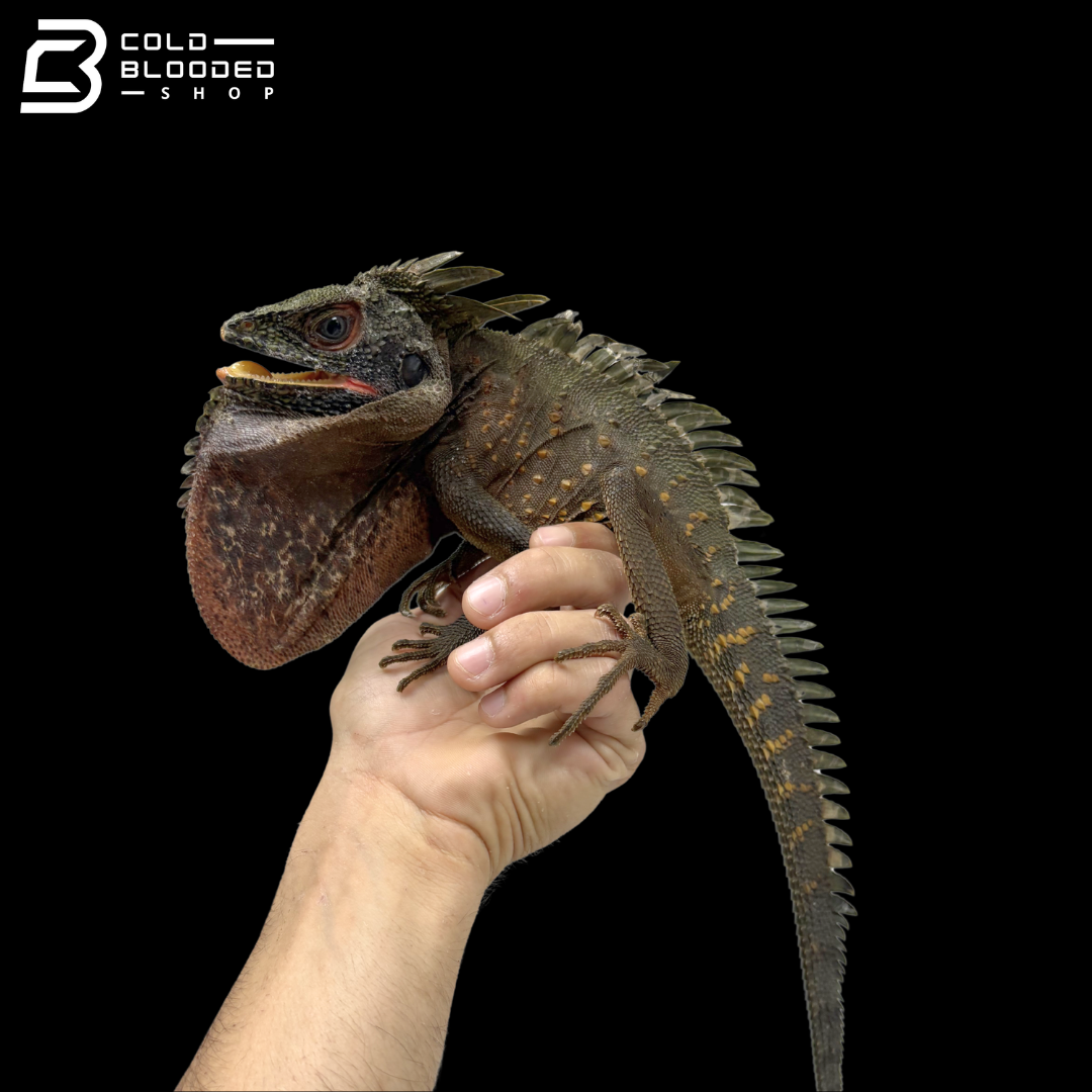 Green Crowned Forest Dragon - Lophosaurus Dilophus