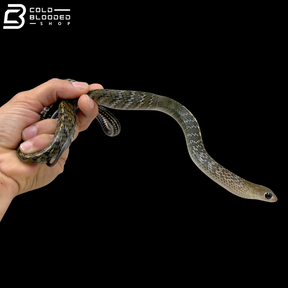 Baby Keeled Rat Snakes - Ptyas Carinata