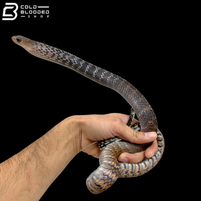Juvenile Male Keeled Rat Snake - Ptyas Carinata