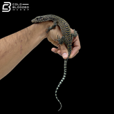 High Orange Pastel Blue Tailed Monitor - Varanus Doreanus