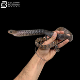 Juvenile Male Keeled Rat Snake - Ptyas Carinata
