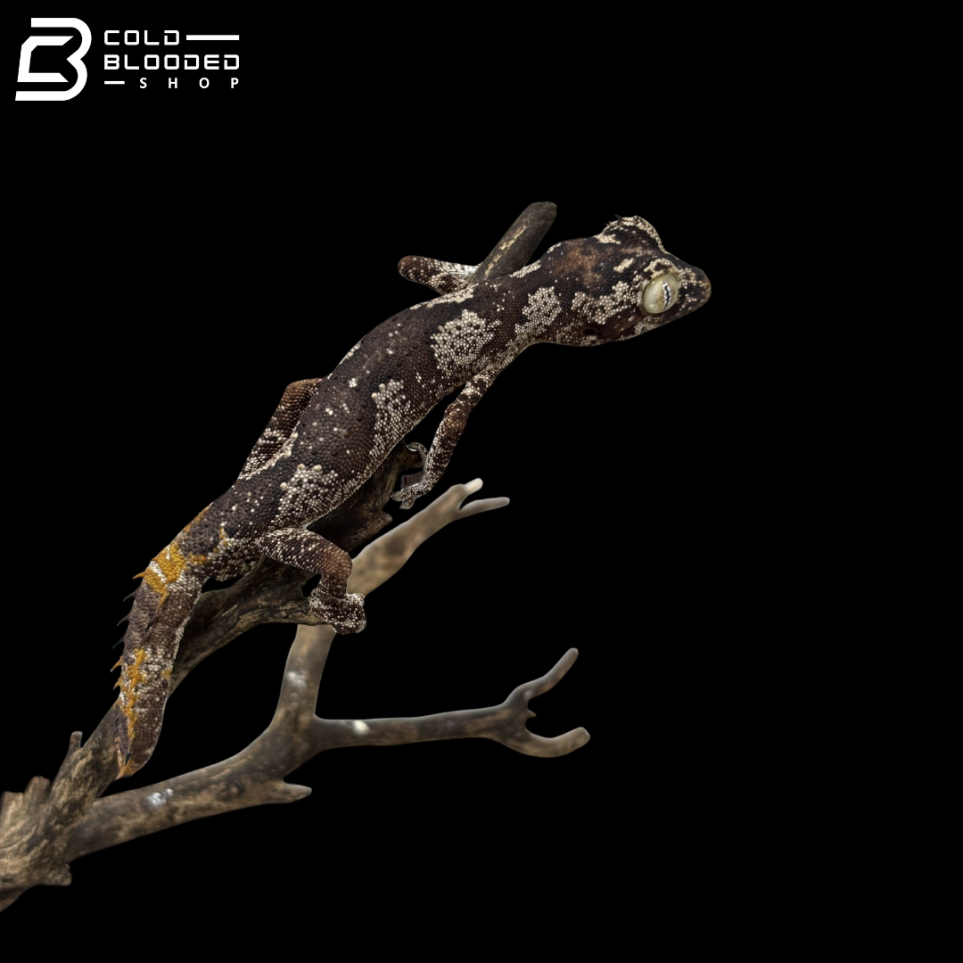 Male Northern Spiny Tailed Gecko - Strophurus Ciliaris