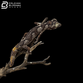 Male Northern Spiny Tailed Gecko - Strophurus Ciliaris