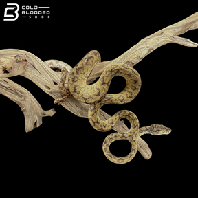 Male Yellow Phase Amazon Tree Boa - Corallus Hortulanus