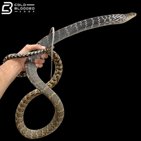 Adult Male Keeled Rat Snake - Ptyas Carinata