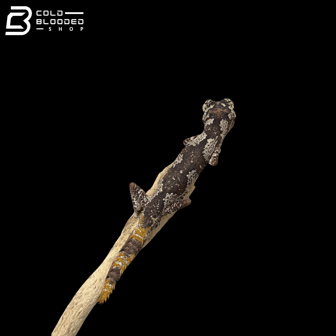 Male Northern Spiny Tailed Gecko - Strophurus Ciliaris