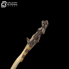 Male Northern Spiny Tailed Gecko - Strophurus Ciliaris