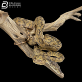 Male Yellow Phase Amazon Tree Boa - Corallus Hortulanus