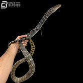 Adult Male Keeled Rat Snake - Ptyas Carinata