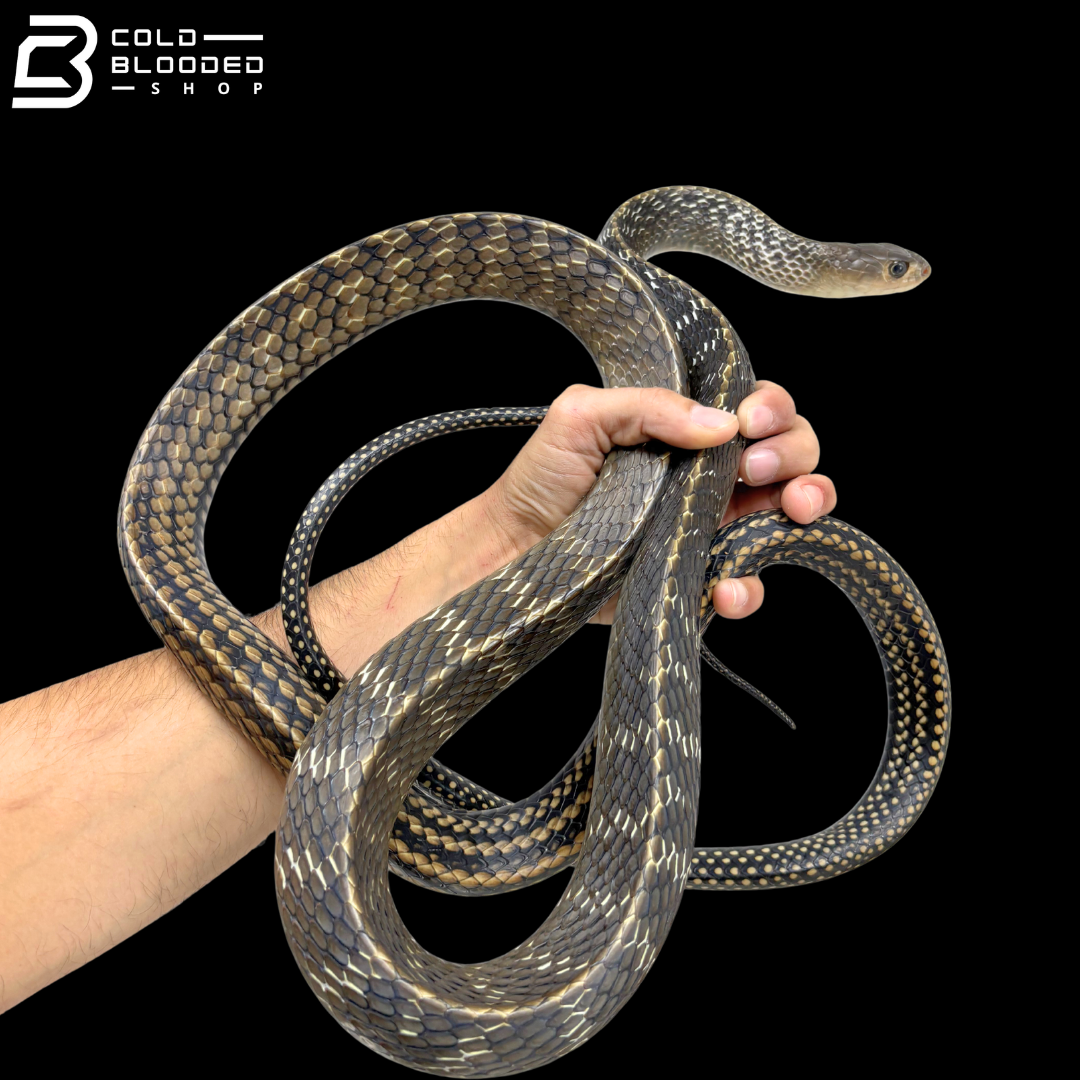 Adult Male Keeled Rat Snake - Ptyas Carinata